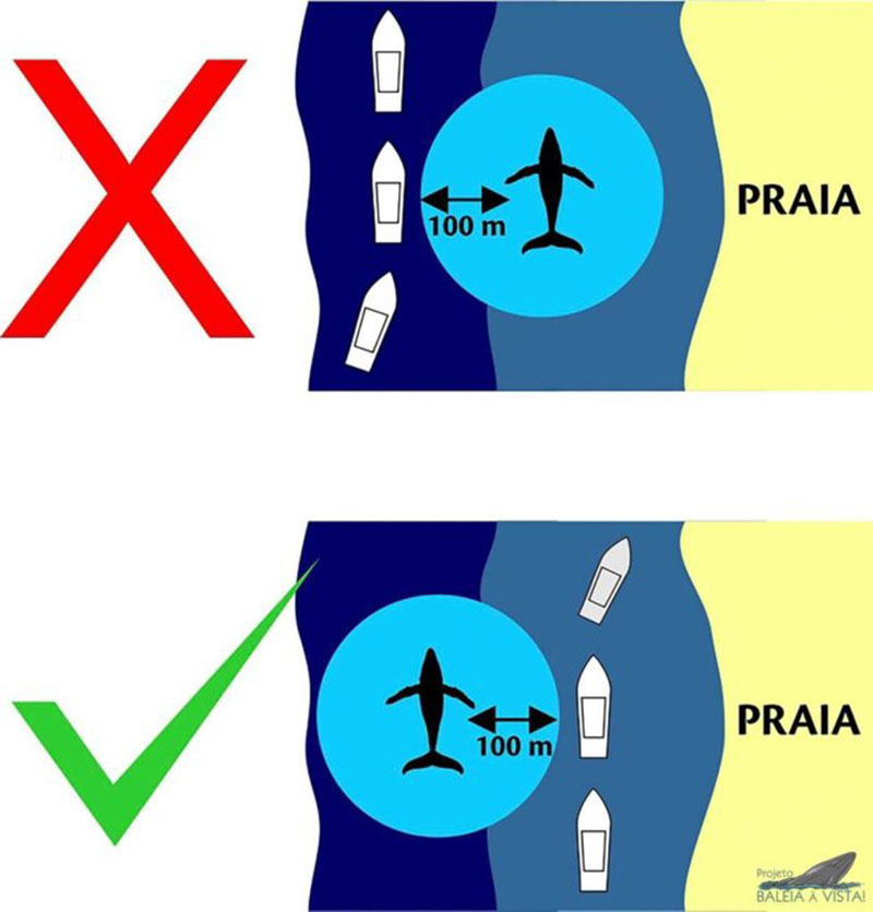 Projeto Baleia à vista – Você sabe o que fazer ao avistar uma baleia?